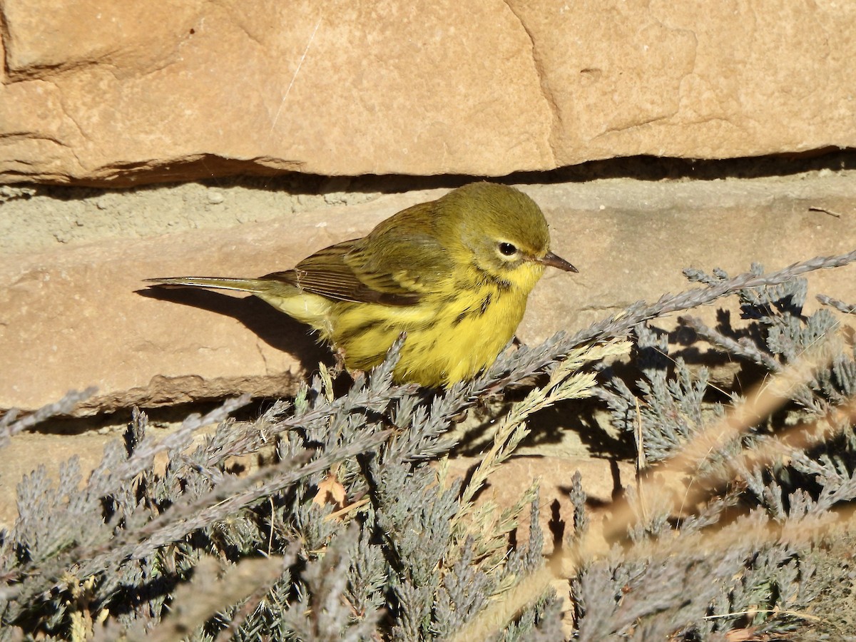 Prairie Warbler - ML645909792