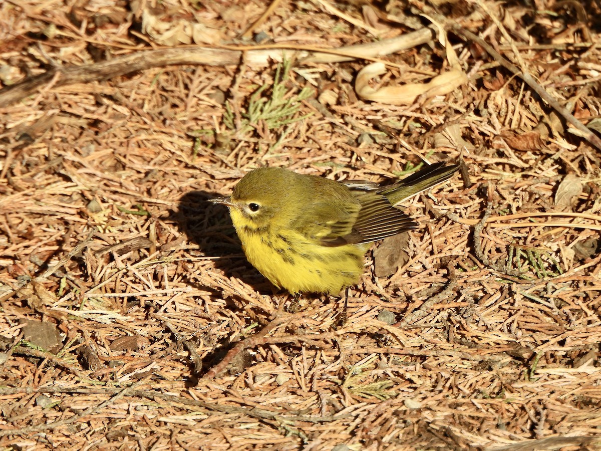 Prairie Warbler - ML645909793