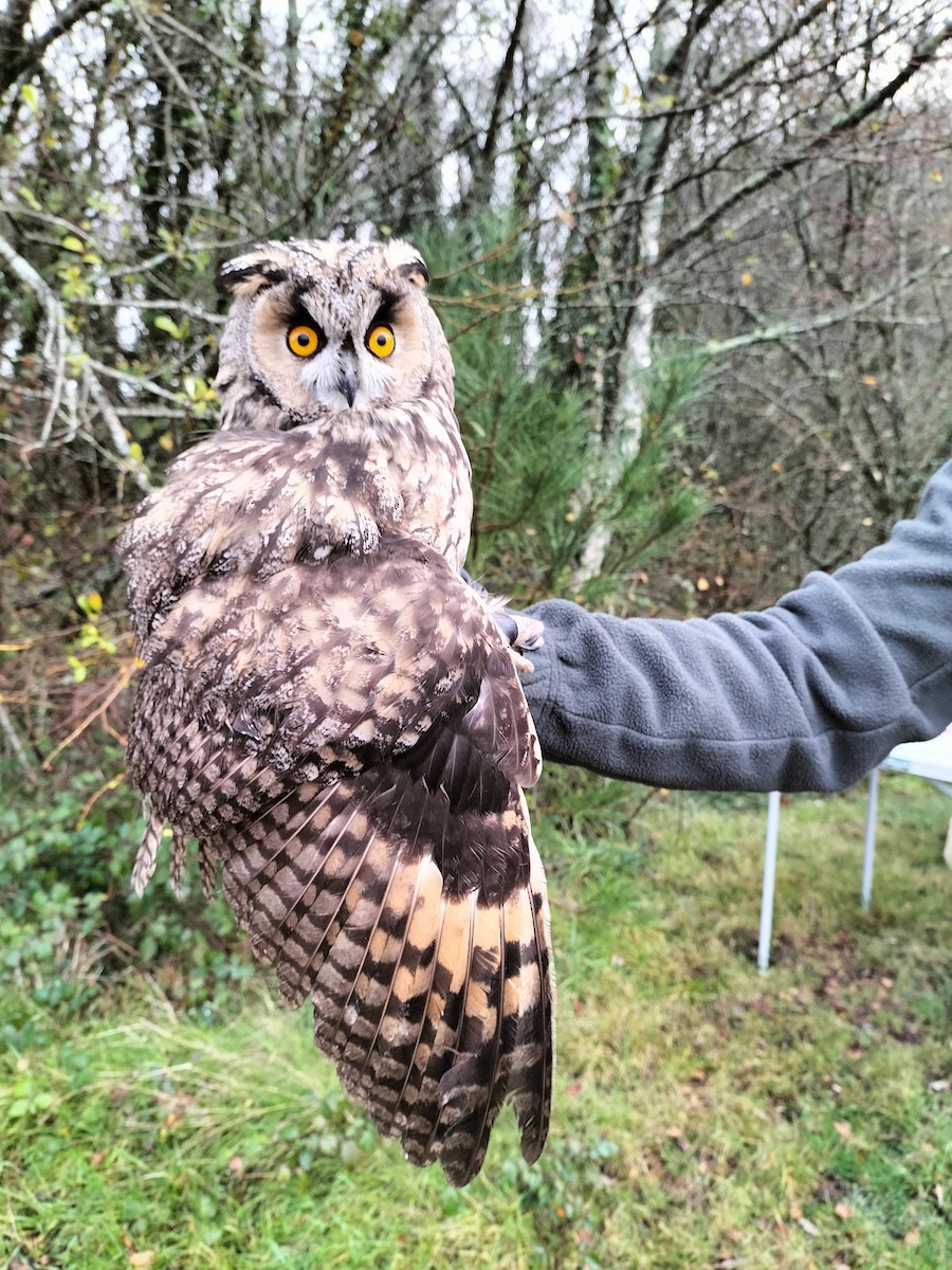 Long-eared Owl - ML645909798