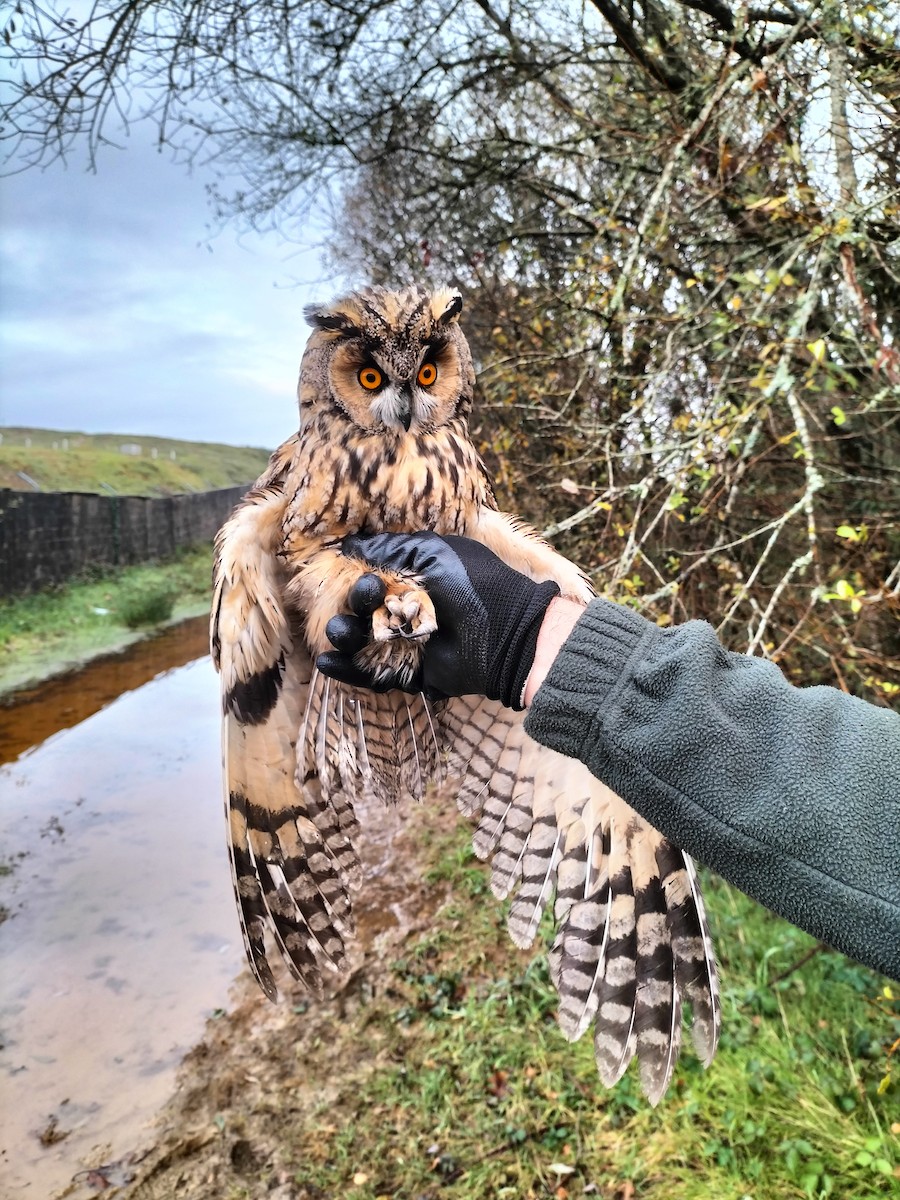 Long-eared Owl - ML645909799