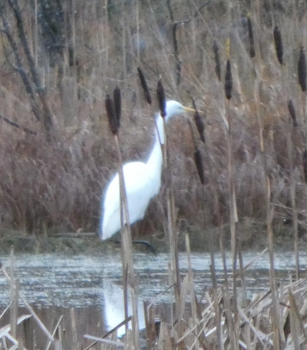 Great Egret (alba) - ML645909807