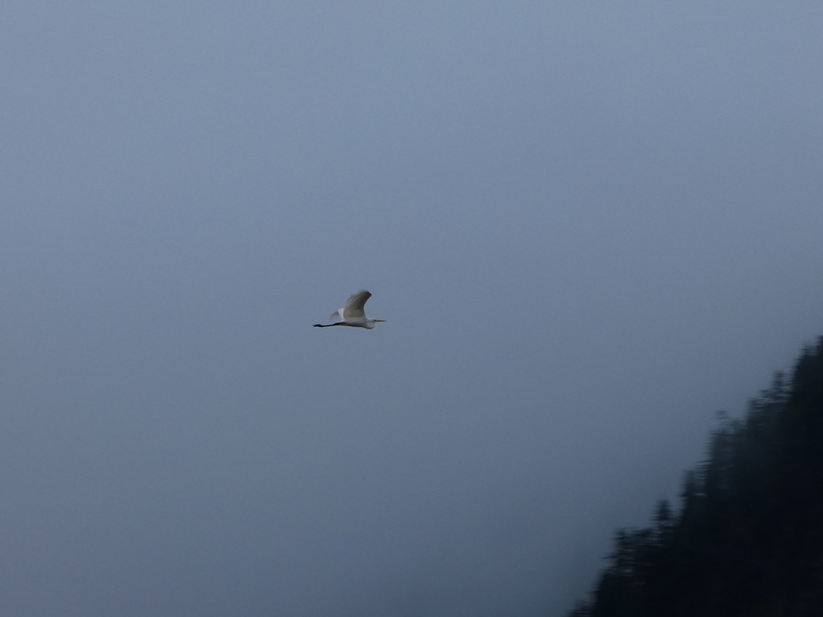 Great Egret (alba) - ML645909808