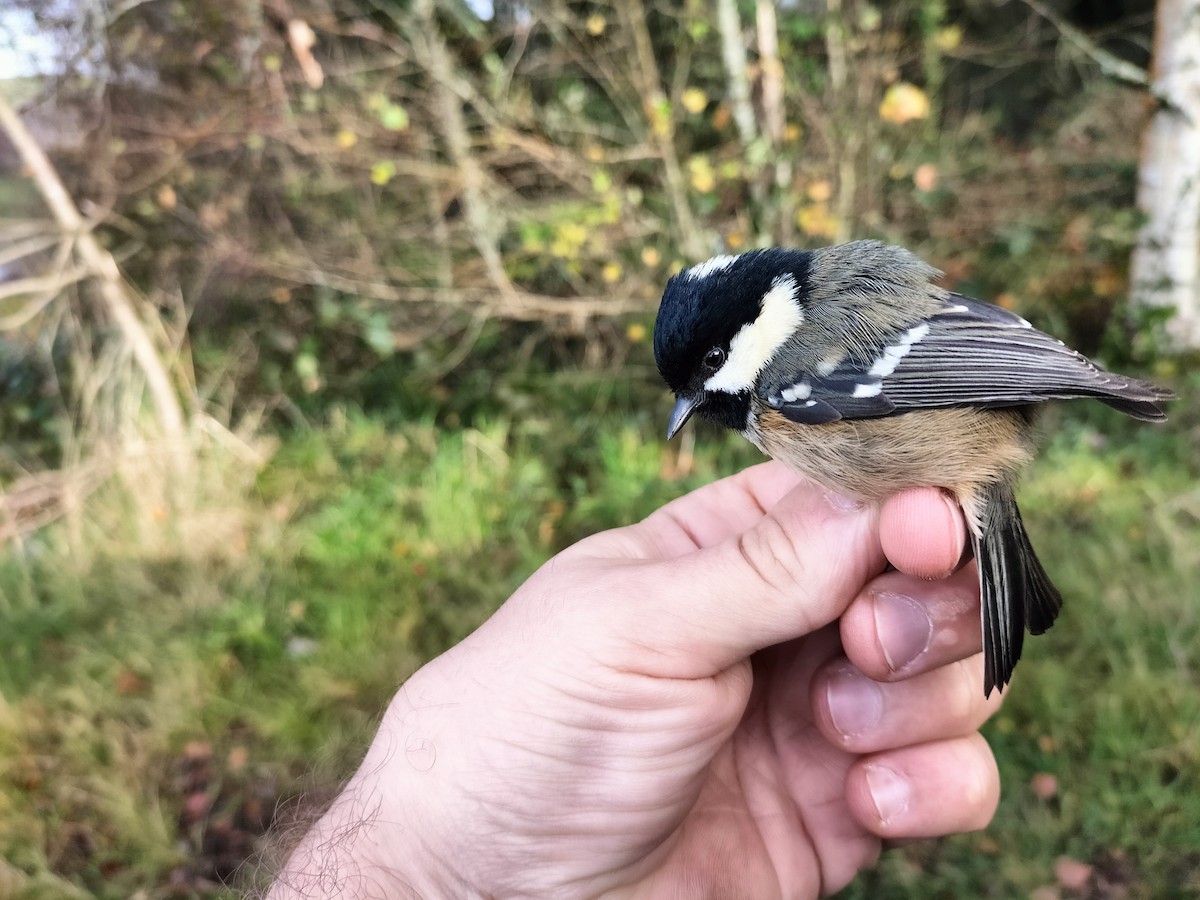 Coal Tit - ML645909809