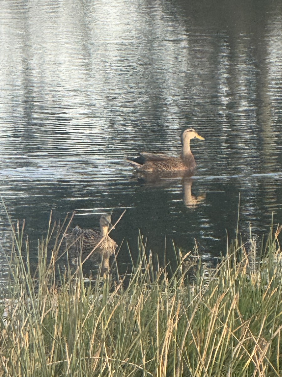 Mallard - ML645909812