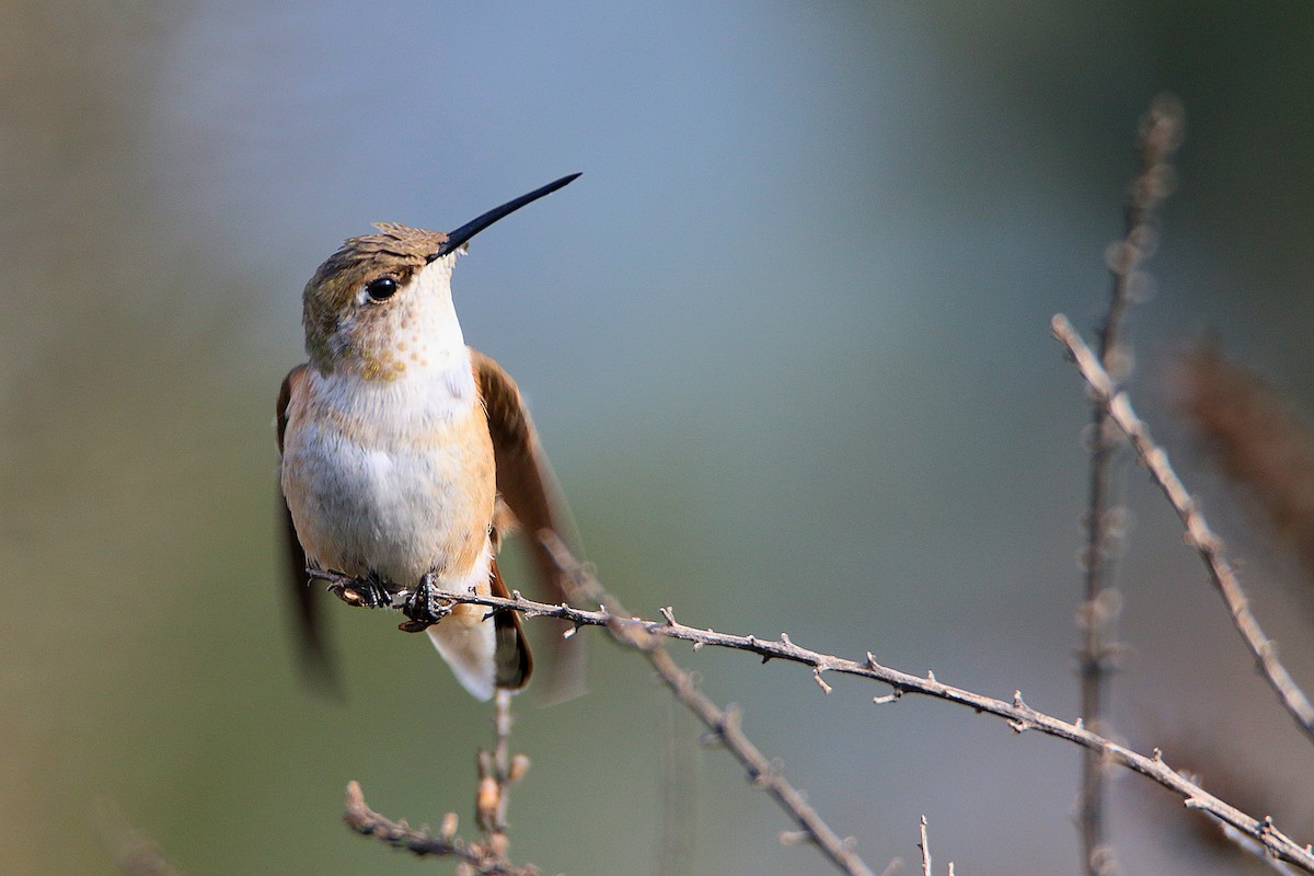 Rufous Hummingbird - ML645909813