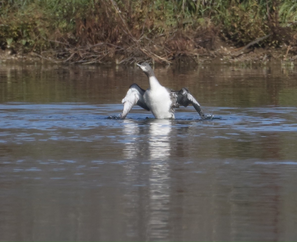 Red-throated Loon - ML645909817