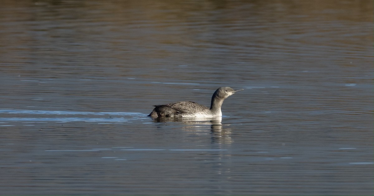 Red-throated Loon - ML645909818