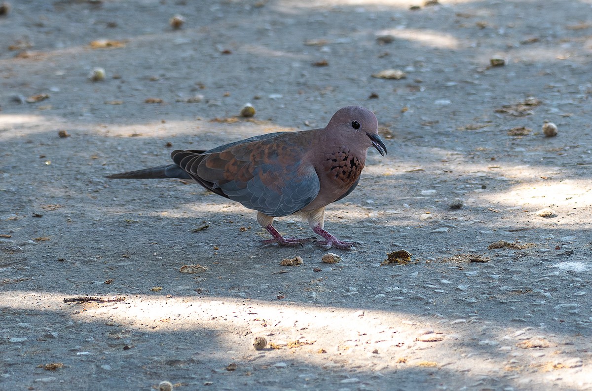 Laughing Dove - ML645909819