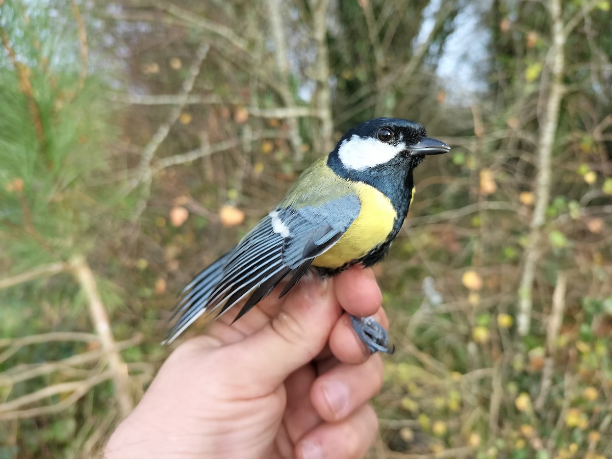 Great Tit - ML645909823