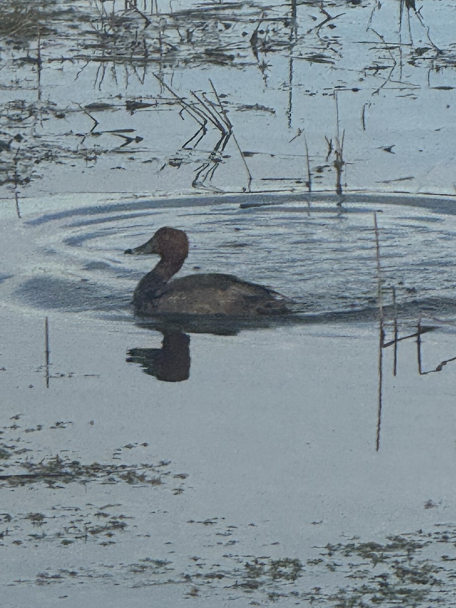 Redhead - ML645909824