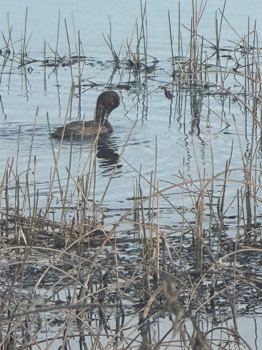 Redhead - ML645909825