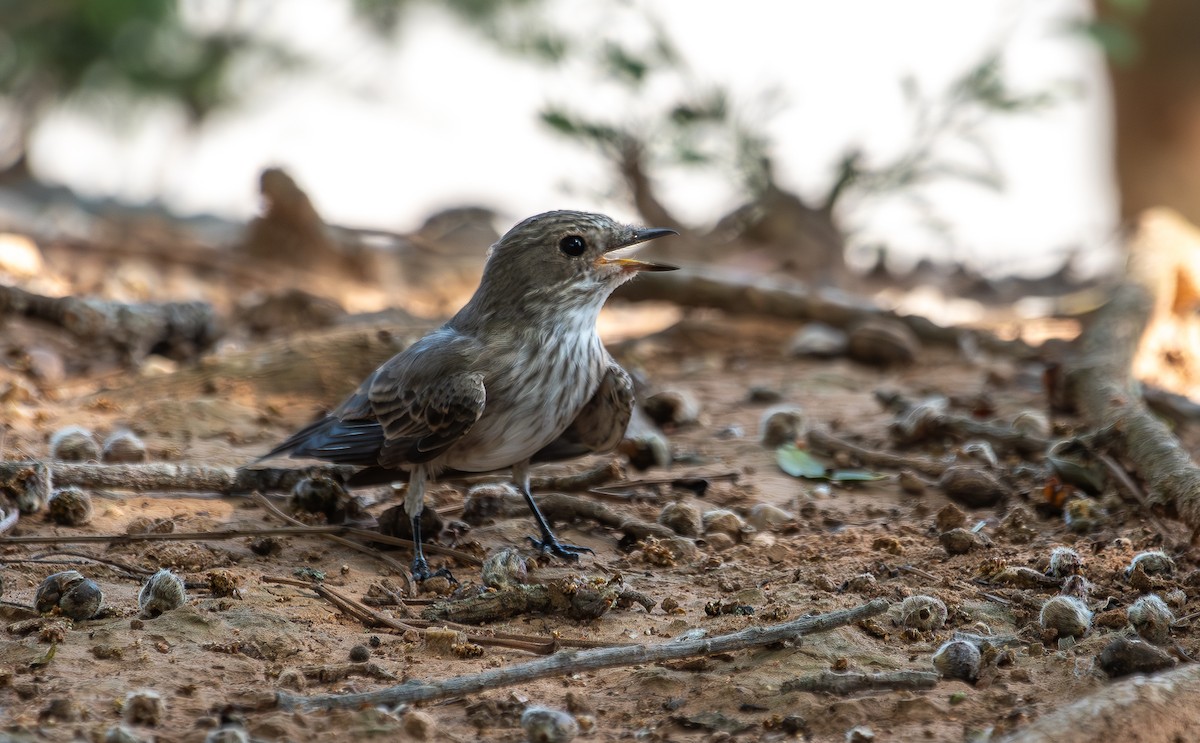 Spotted Flycatcher - ML645909826