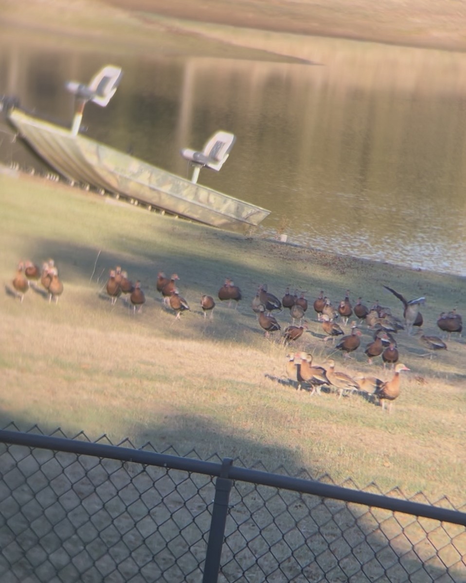 Black-bellied Whistling-Duck - ML645909828