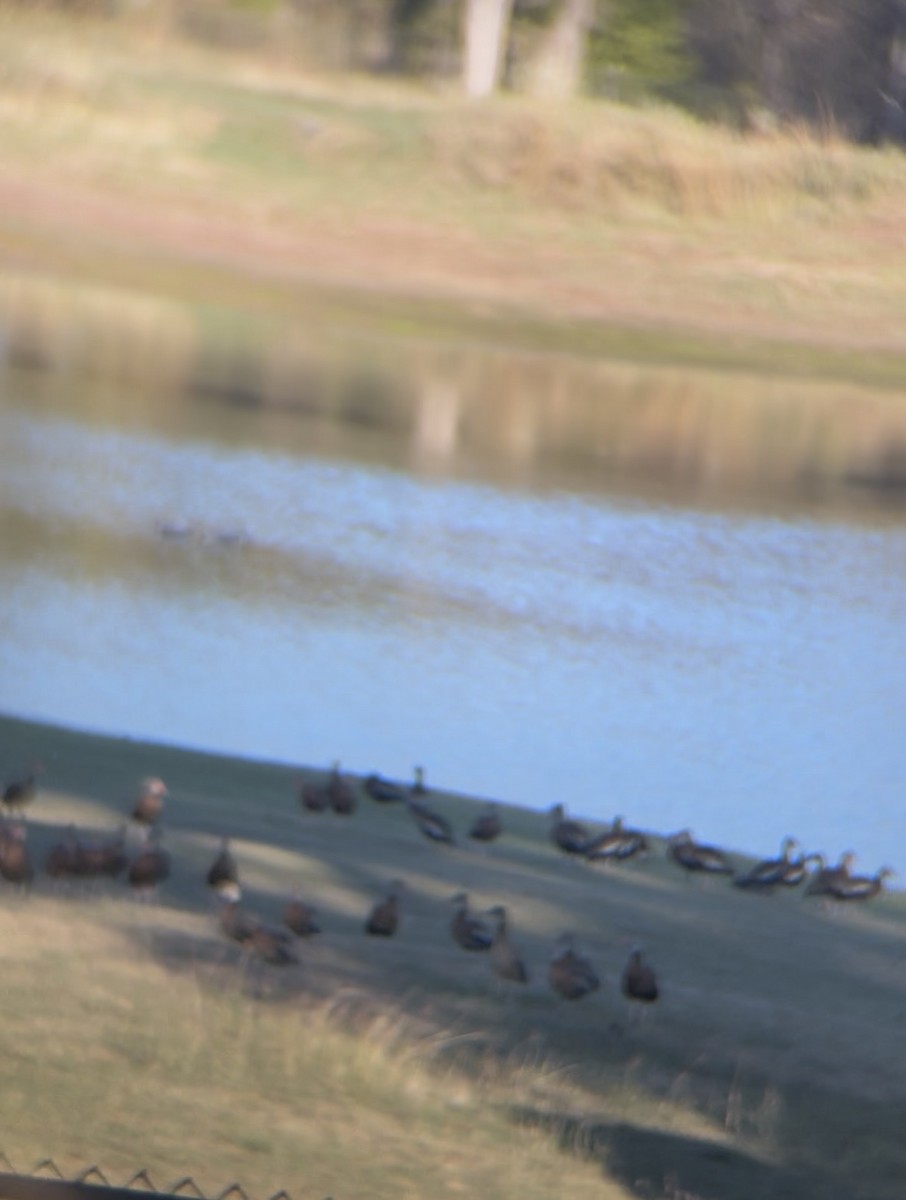 Black-bellied Whistling-Duck - ML645909829