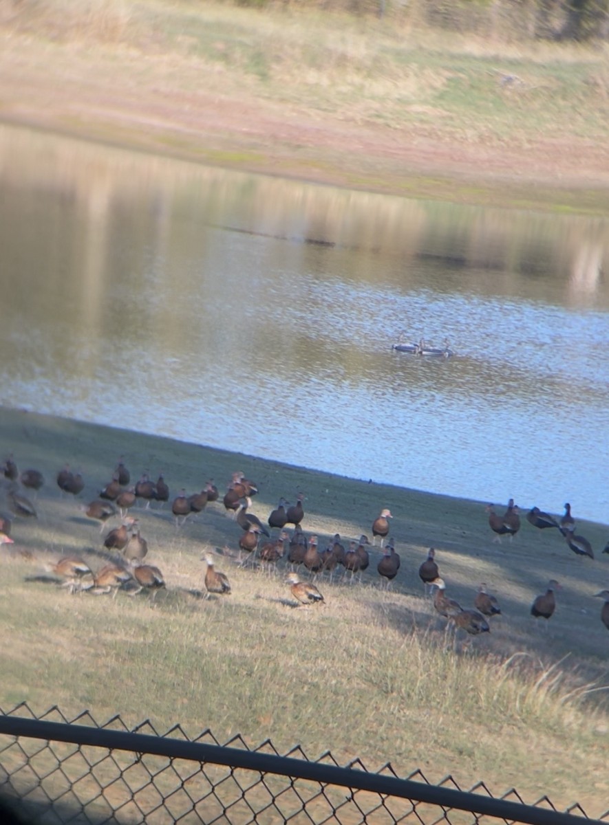 Black-bellied Whistling-Duck - ML645909830