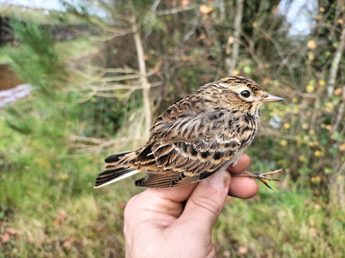 Eurasian Skylark - ML645909831