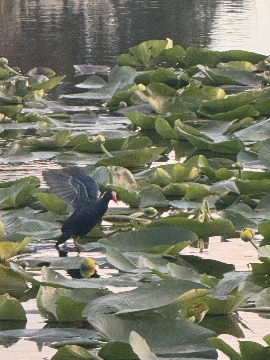 Малая султанка - ML645909835