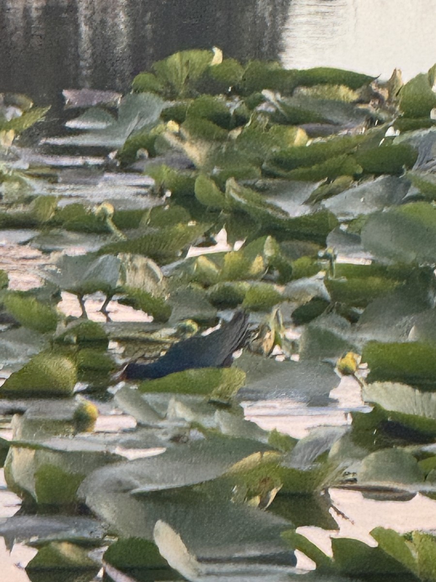 Малая султанка - ML645909836