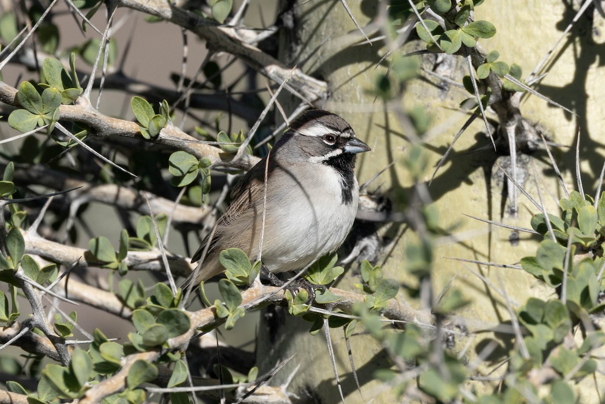 Black-throated Sparrow - ML645909851