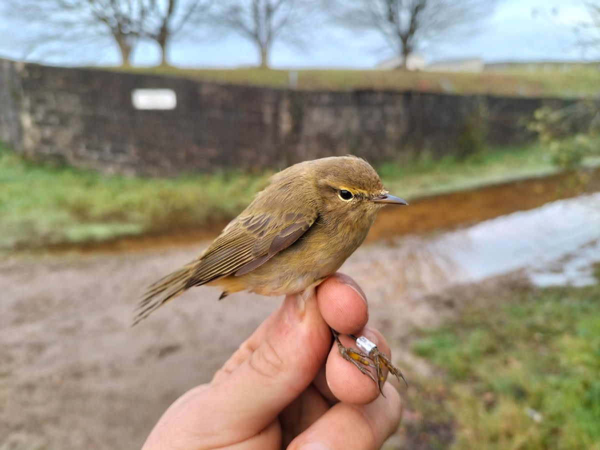 Common Chiffchaff - ML645909852