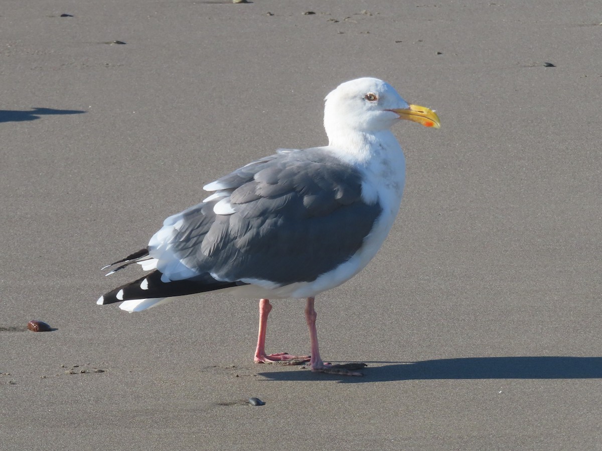 Western Gull - ML645909855
