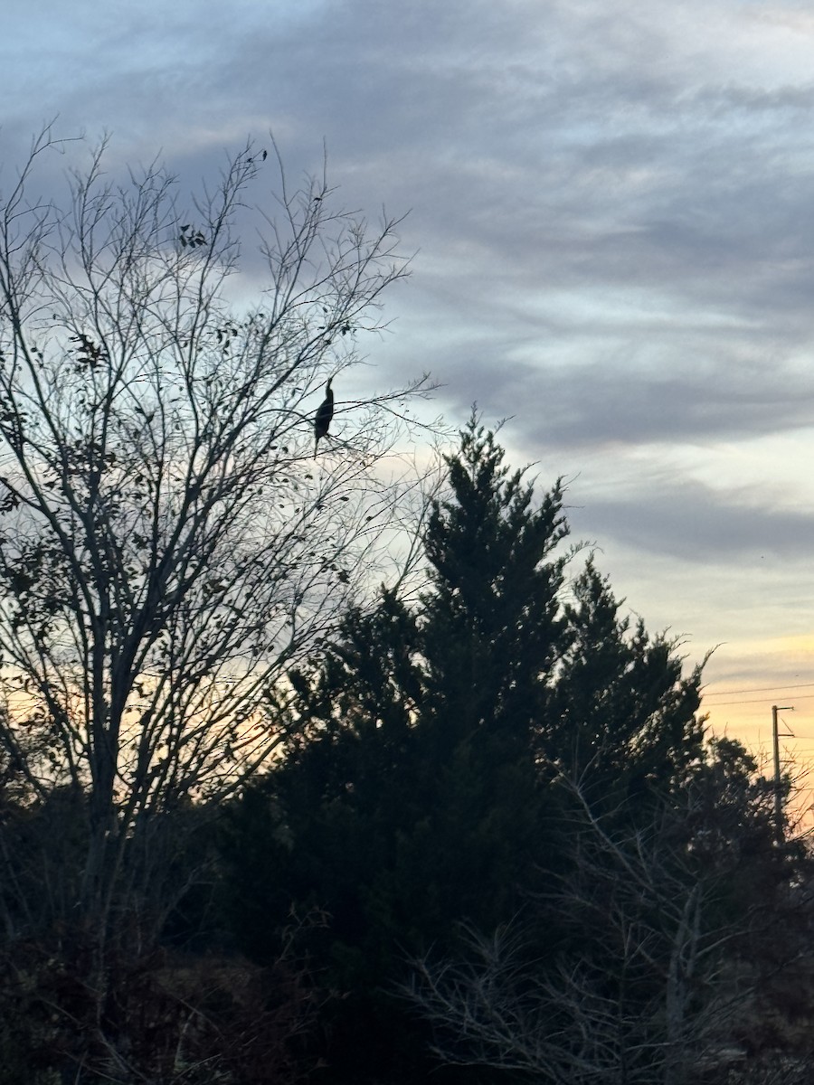 Anhinga - ML645909861