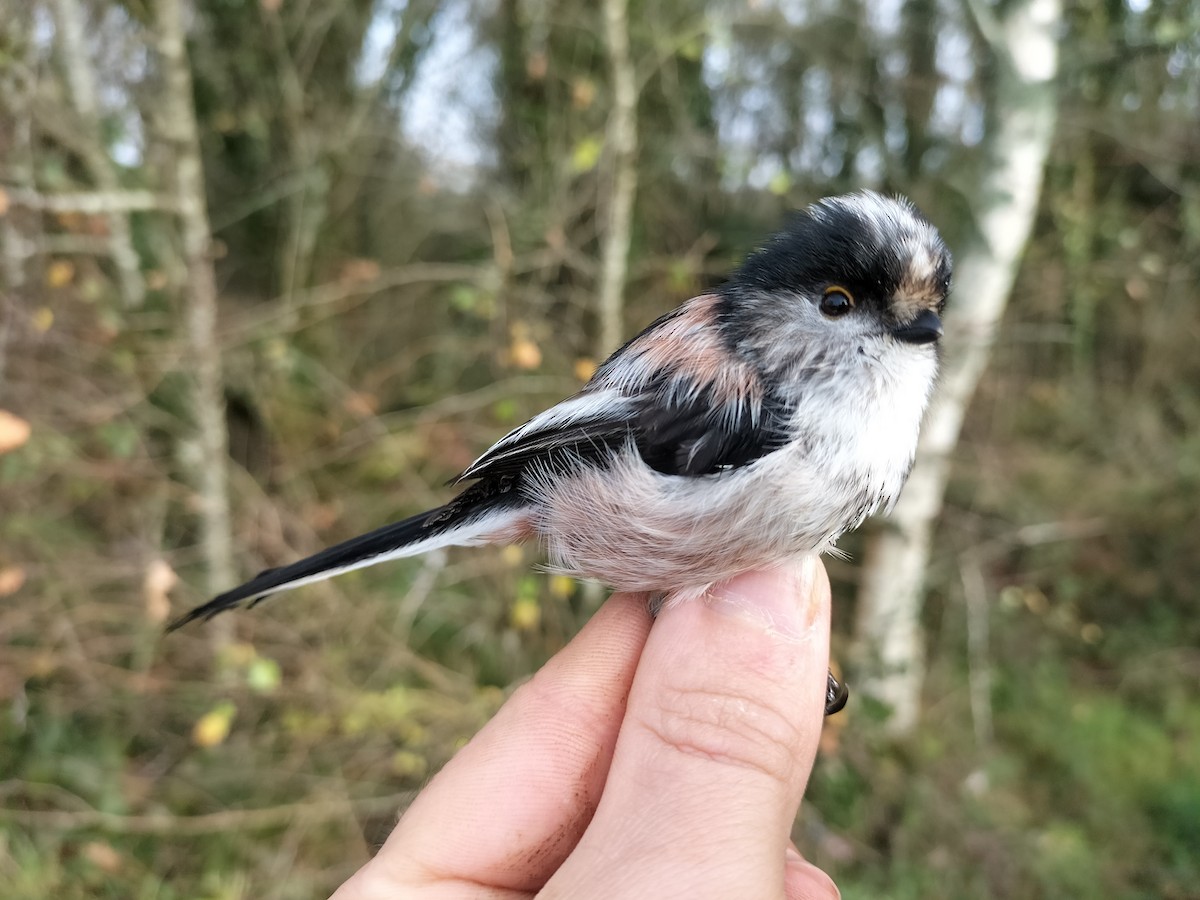 Long-tailed Tit - ML645909863