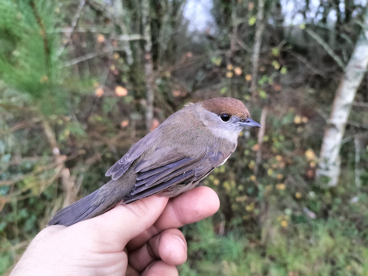 Eurasian Blackcap - ML645909870