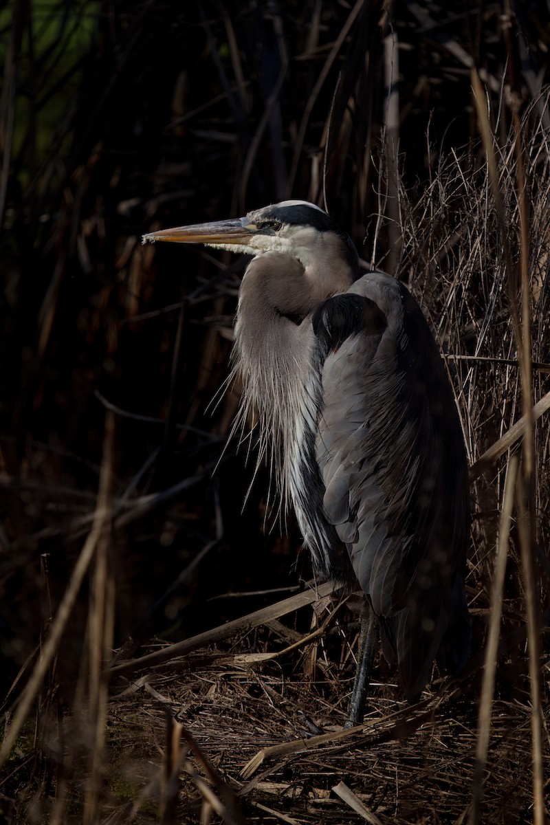 Great Blue Heron - ML645909884