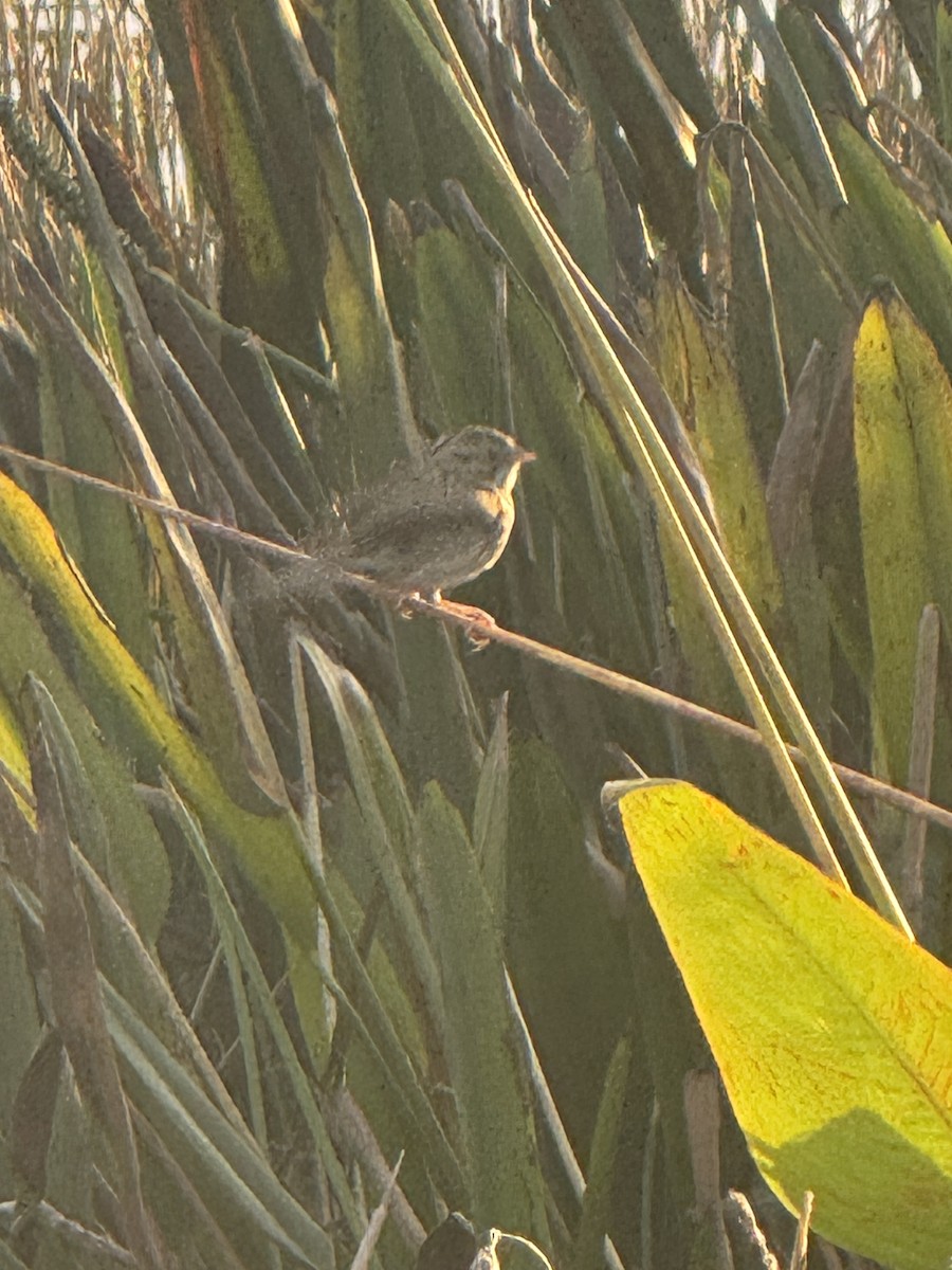 Savannah Sparrow - ML645909886