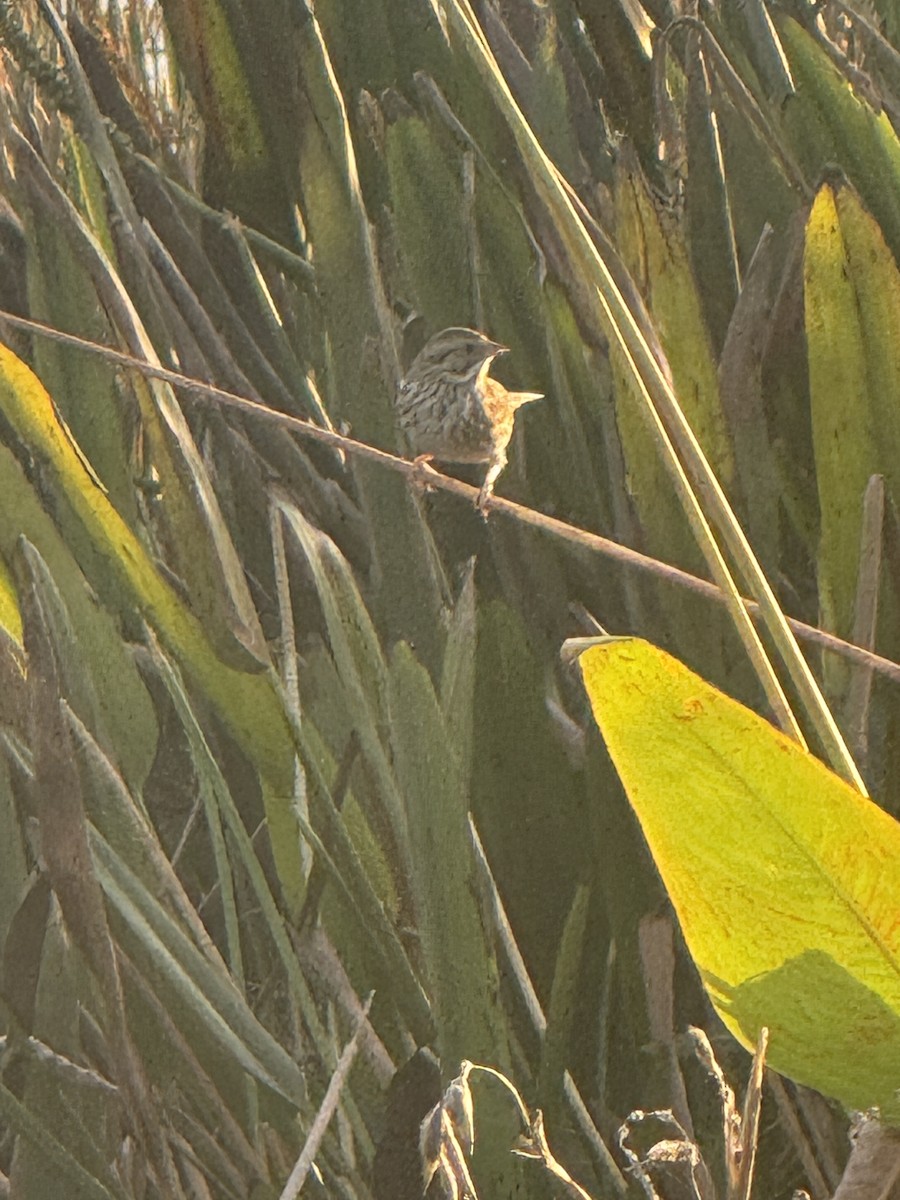 Savannah Sparrow - ML645909887