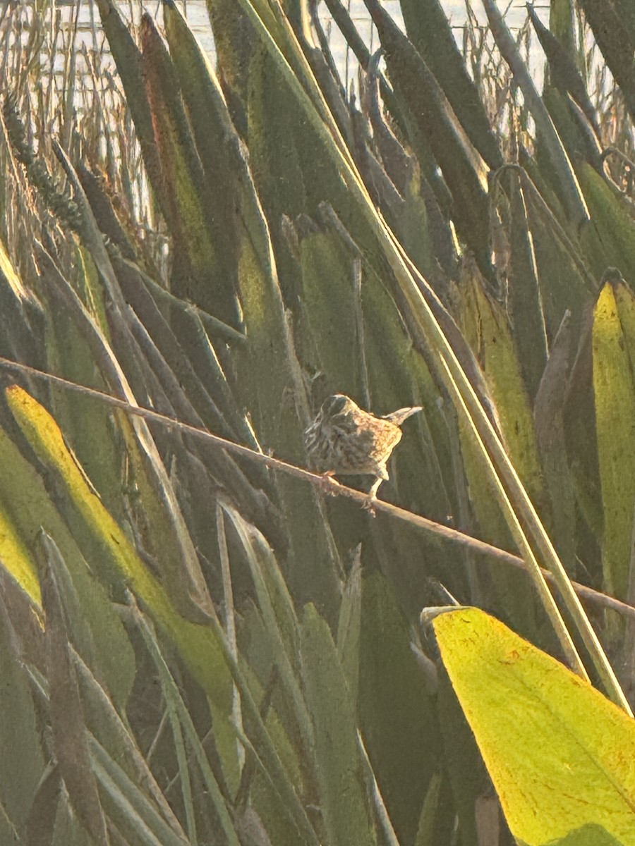 Savannah Sparrow - ML645909888