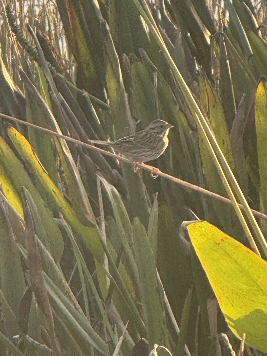Savannah Sparrow - ML645909889