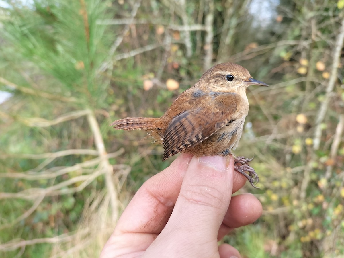 Eurasian Wren - ML645909894