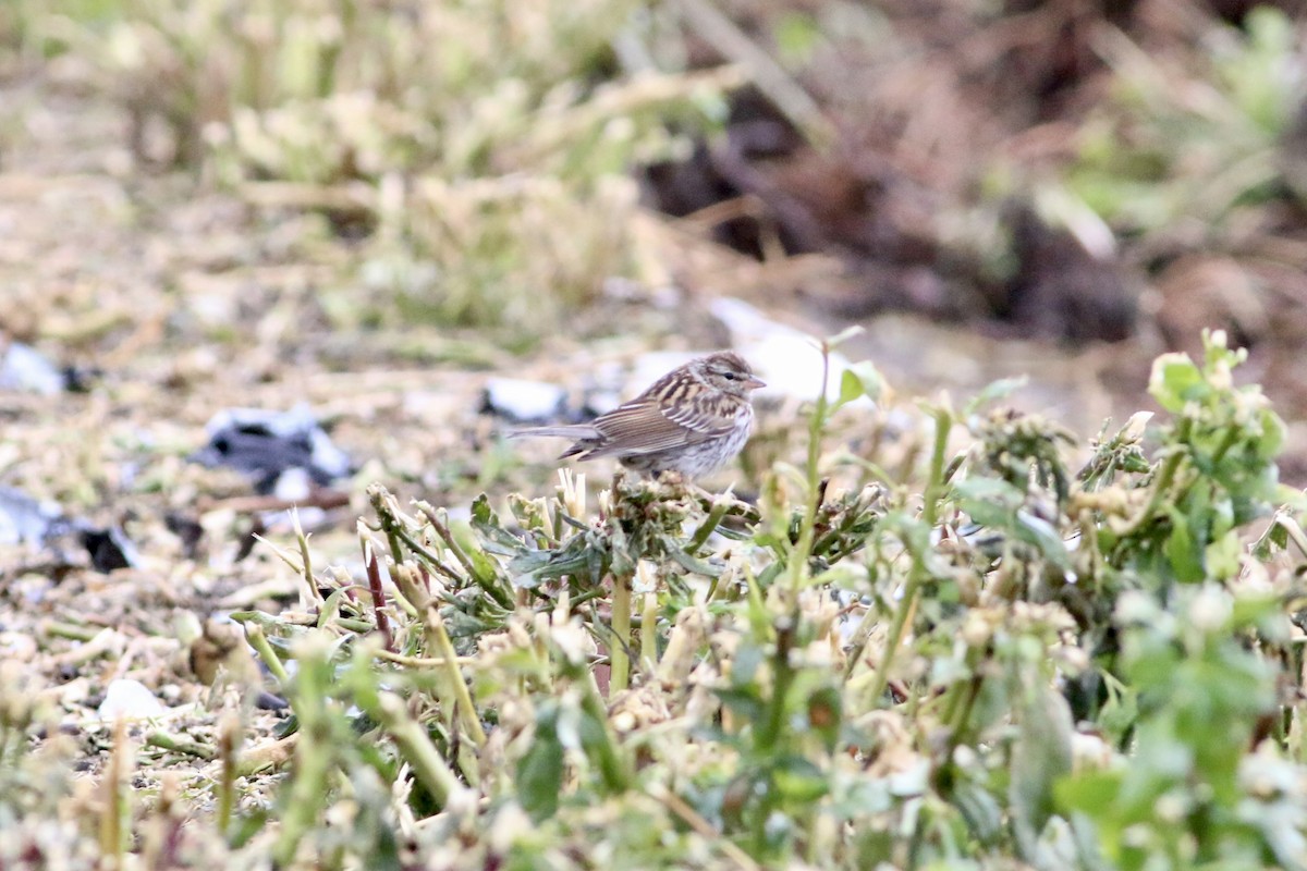 Chipping Sparrow - ML645909899