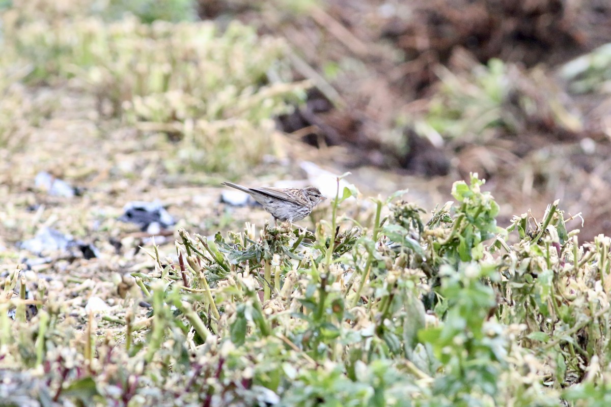 Chipping Sparrow - ML645909900
