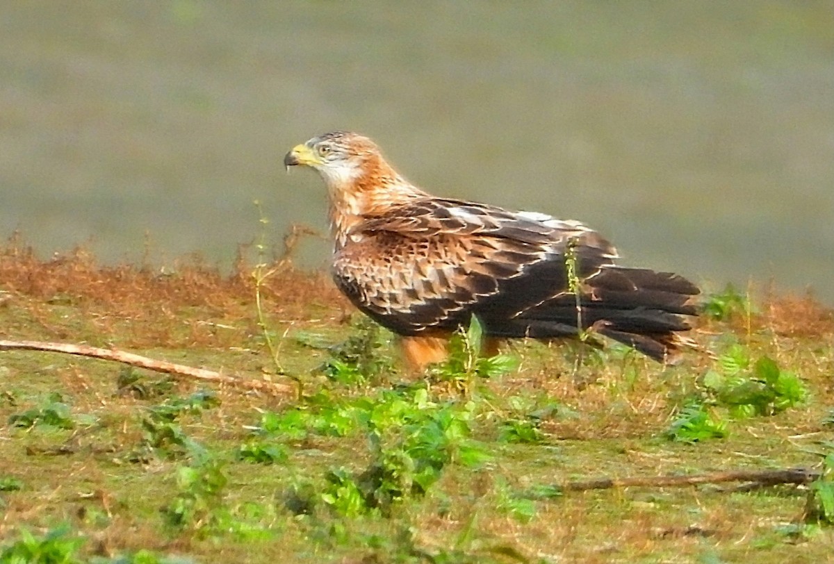 Red Kite - ML645909904