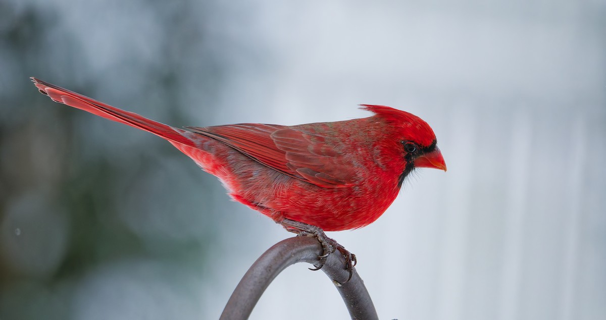Northern Cardinal - ML645909906