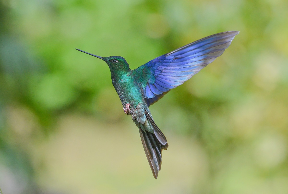 Great Sapphirewing - ML645909908