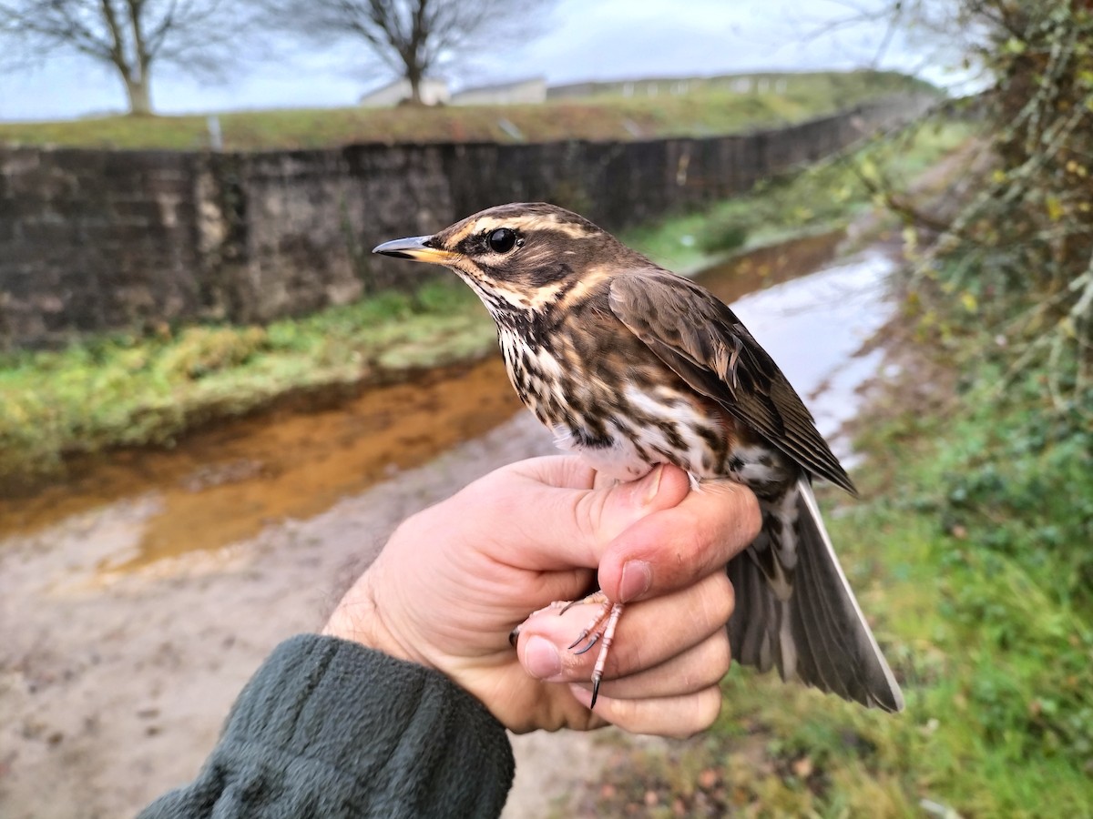 Redwing - ML645909909