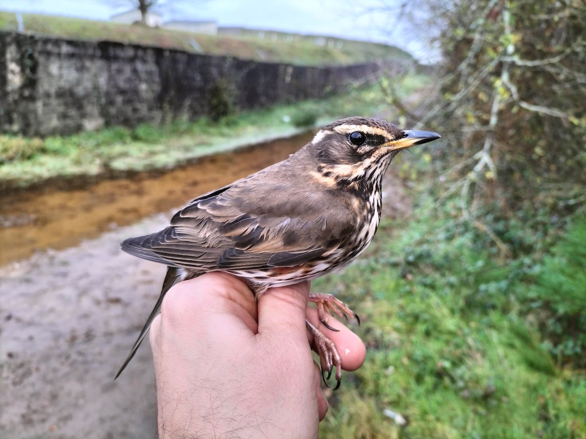 Redwing - ML645909910