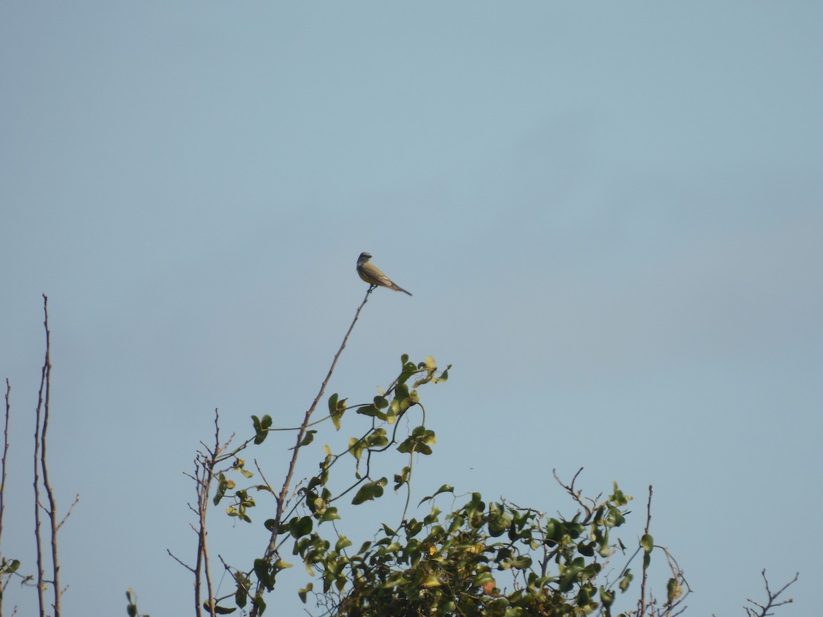 Western Kingbird - ML645909912