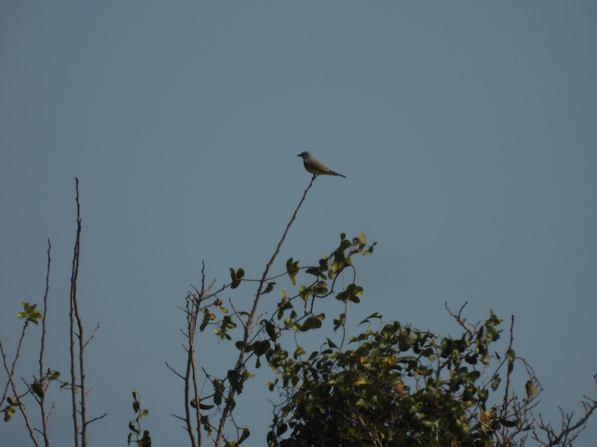 Western Kingbird - ML645909913