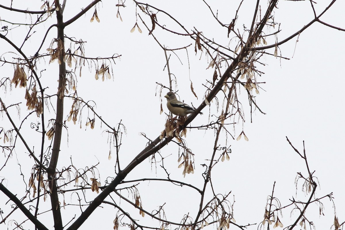 Evening Grosbeak - ML645909914
