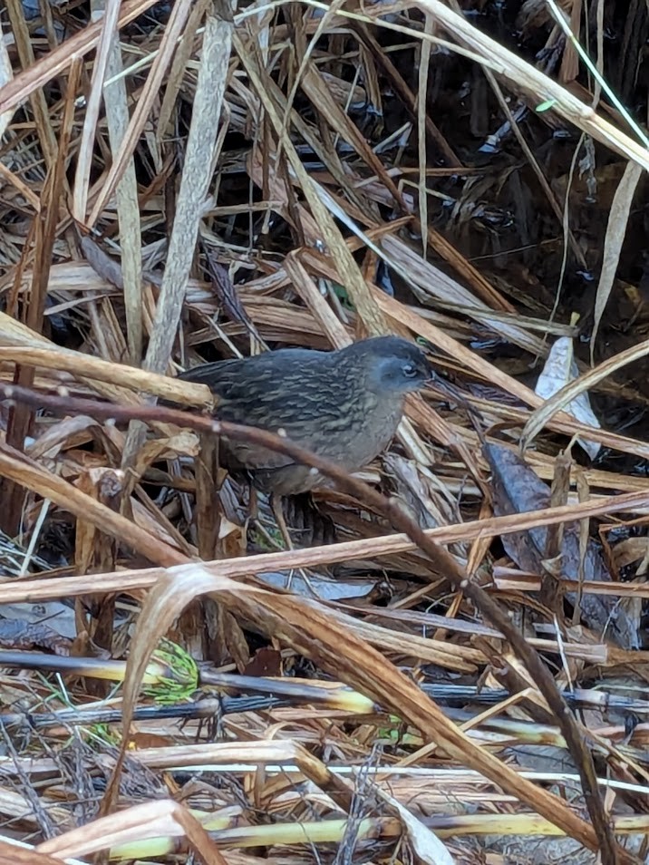 Uroilanda virginiarra - ML645909915