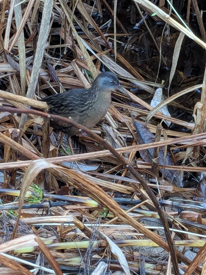 Uroilanda virginiarra - ML645909916