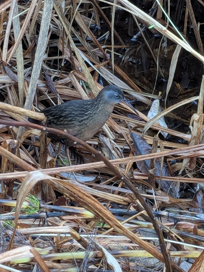Uroilanda virginiarra - ML645909917