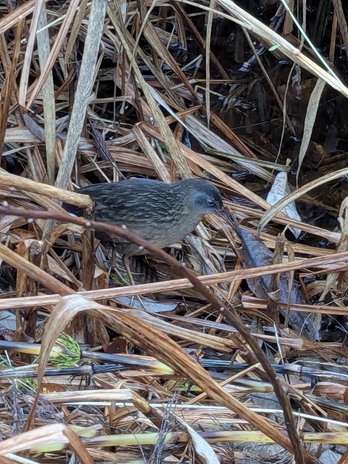 Uroilanda virginiarra - ML645909918