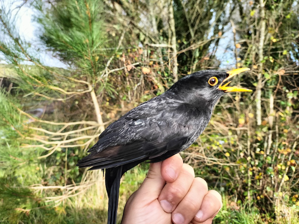 Eurasian Blackbird - ML645909921