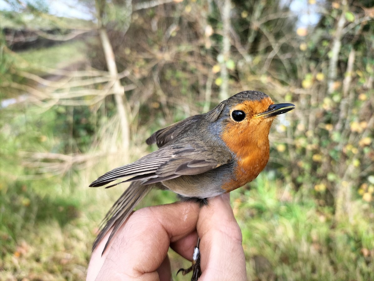 European Robin - ML645909931